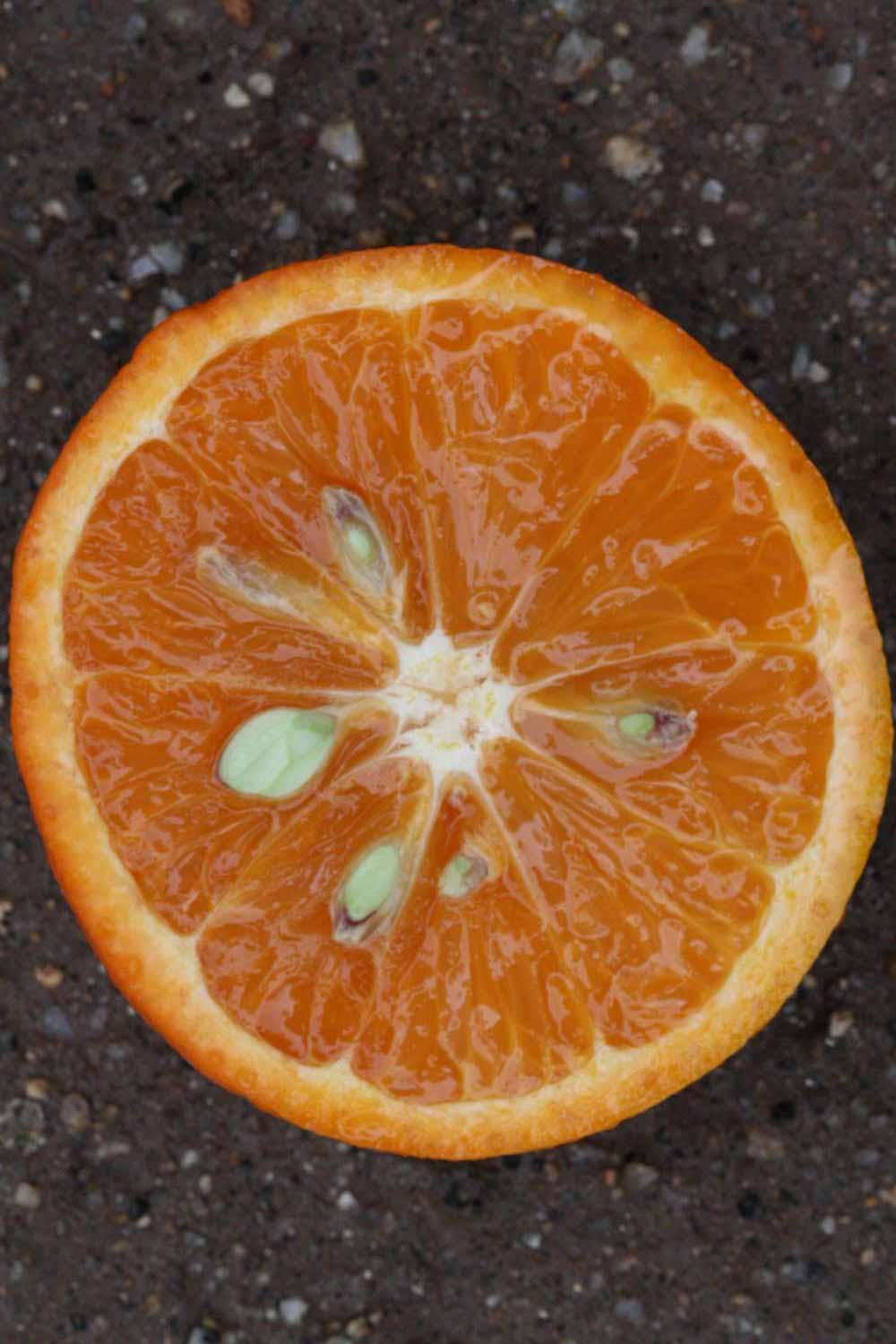            Fruit cross-section (Riverside, CA)   